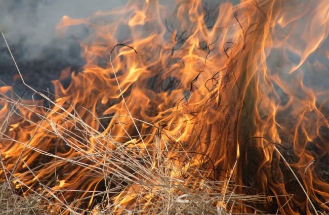 В Воронежской области особый противопожарный режим могут ввести раньше назначенного срока