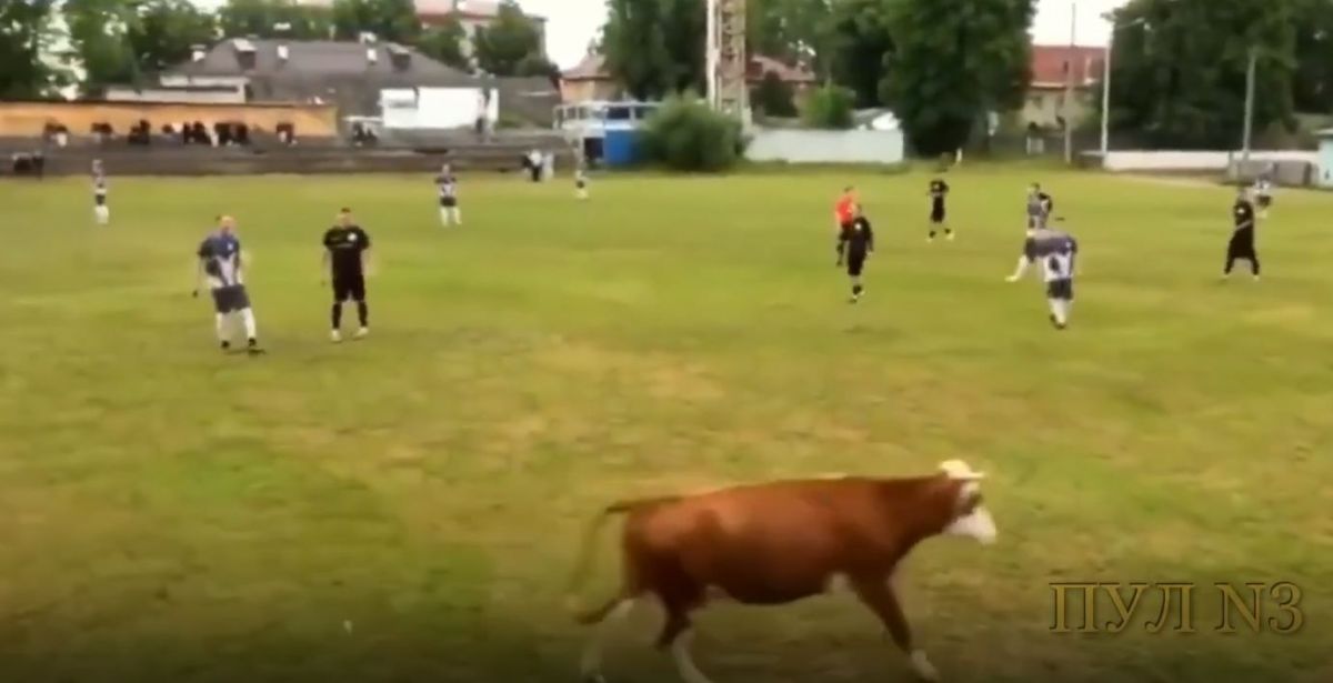 cow