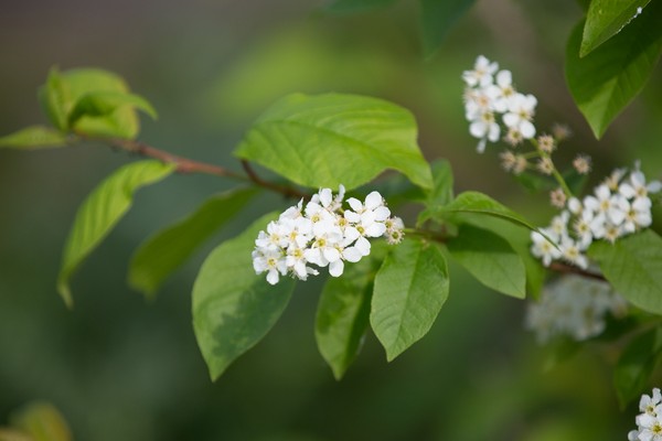 Брянские озера