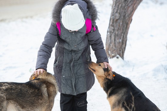 С 1 июля этого года туляки получат штраф за животных без чипа