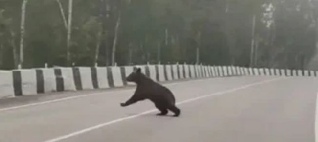 В Сибири медведи по дорогам ходят