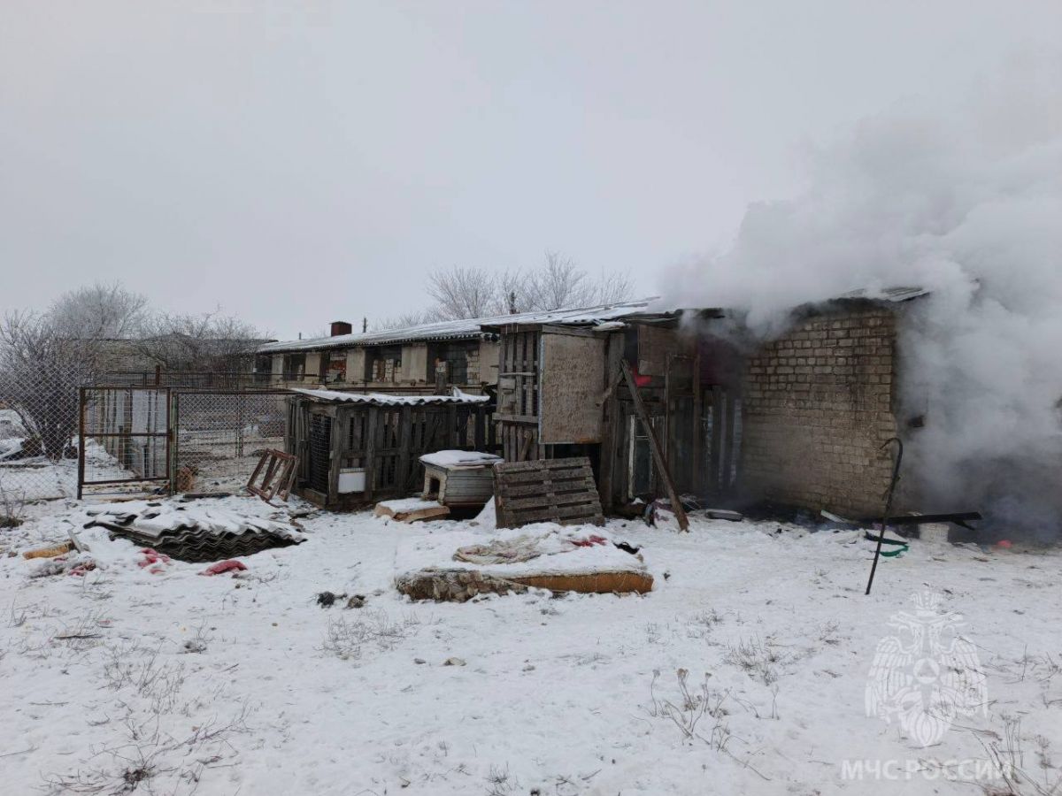 Приют для бездомных собак горел в Ельце Липецкой области