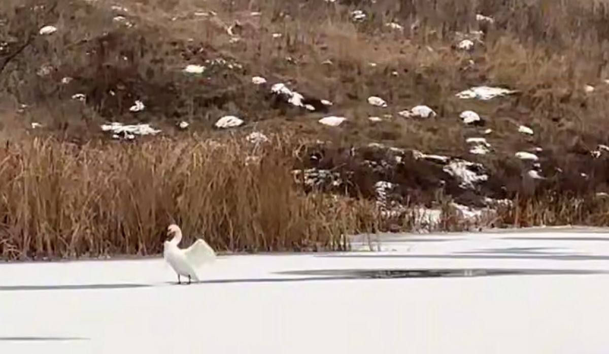 кадр из видео