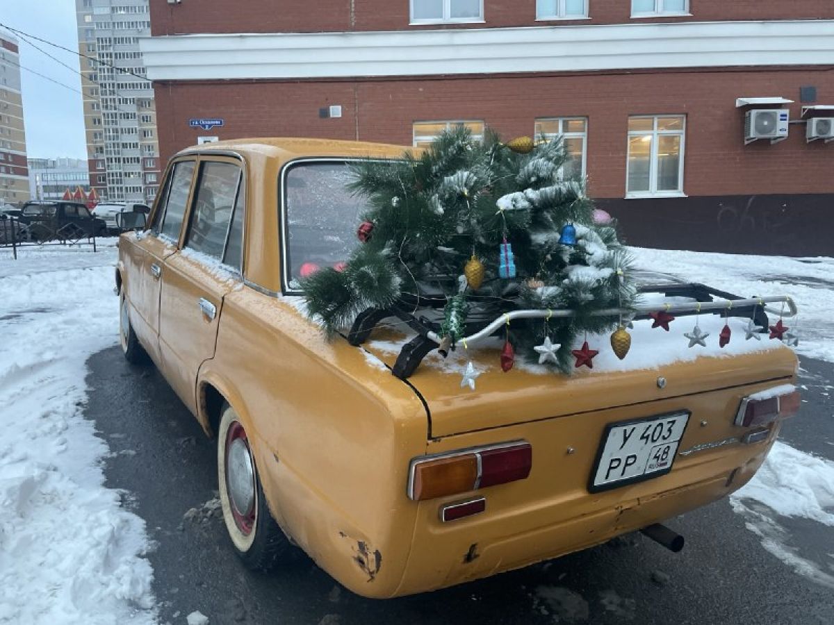 В Липецке продают самые дешевые живые новогодние елки в ЦФО