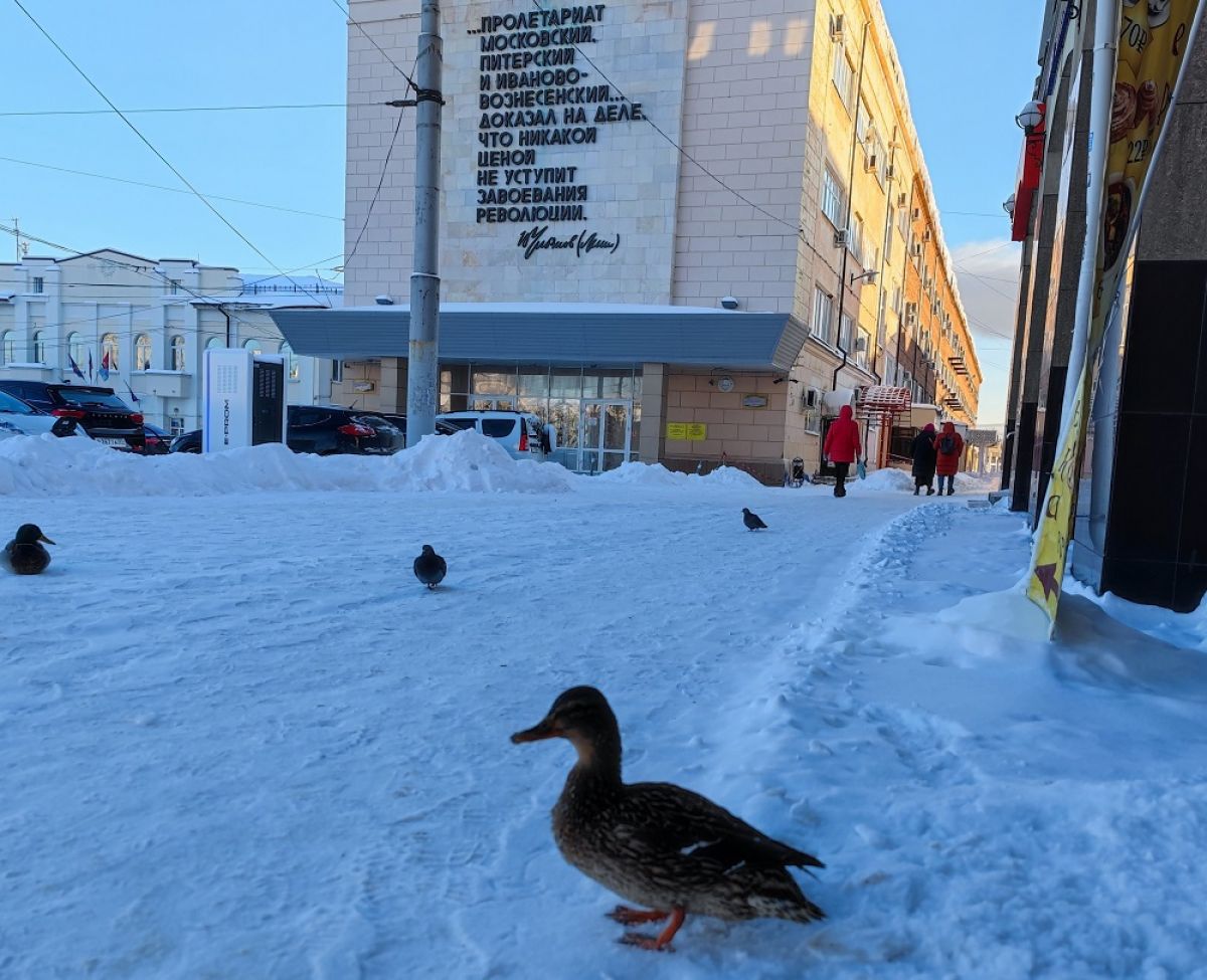 В Иванове утки прилетели погреться к мэру Шарыпову