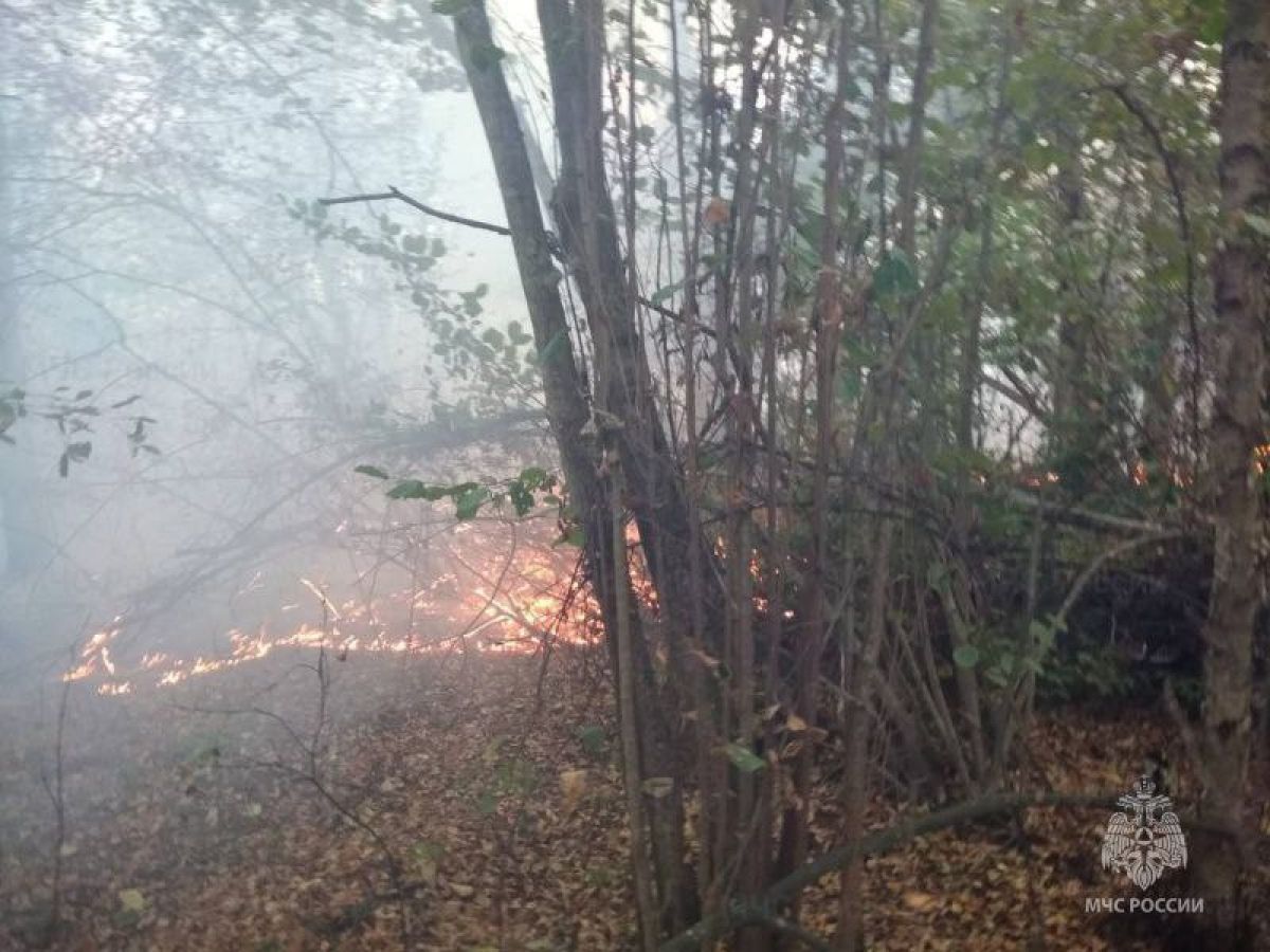 В Брянской области ликвидировали лесной пожар