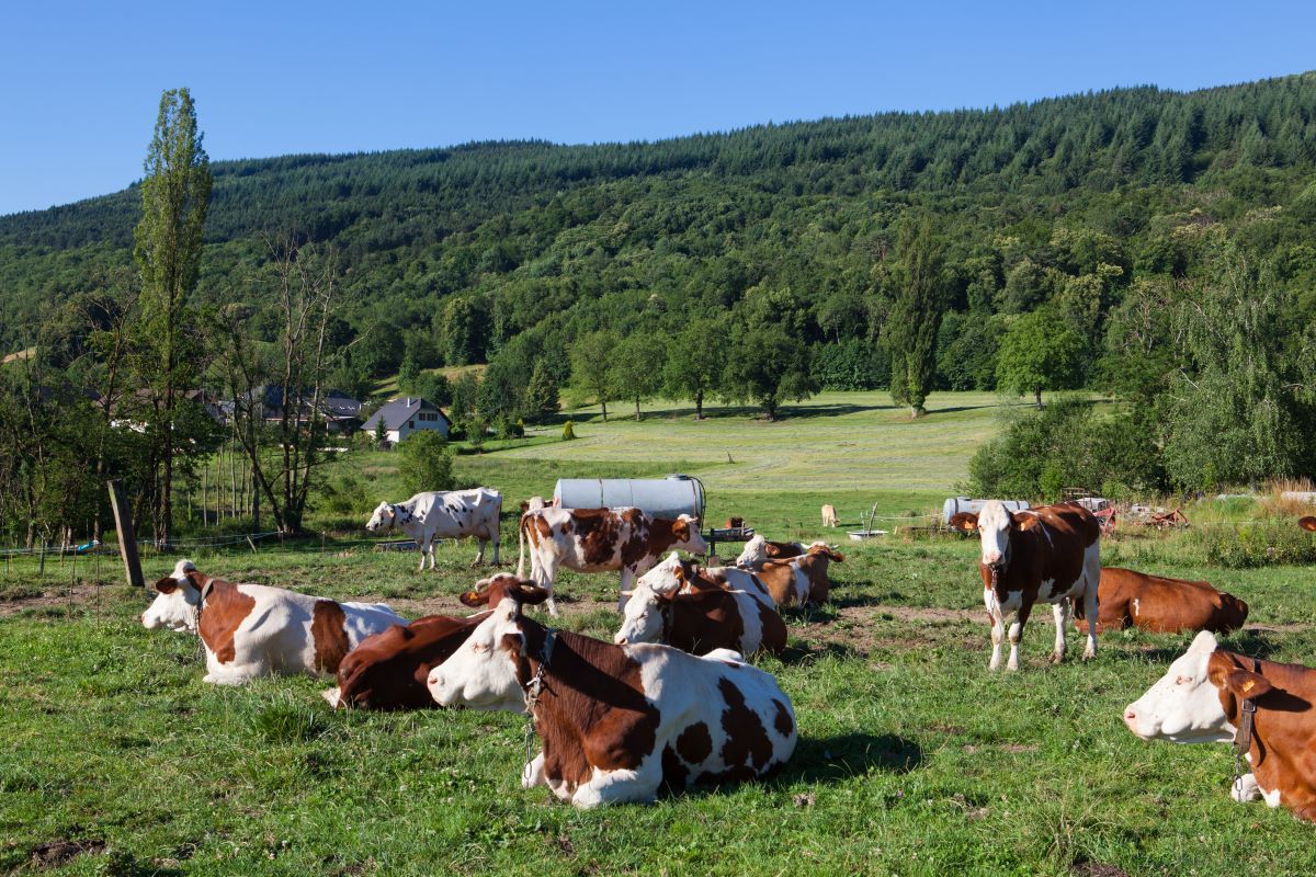 https://ru.freepik.com/